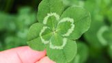 How to Find a Lucky Four-Leaf Clover for St. Patrick's Day