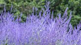 Growing Striking Blue Russian Sage Plants Is Easy—Here's How