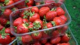 Future of British berry-growing sector ‘hangs in balance’