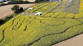 Sunflower farm lucky to be in bloom, says farmer