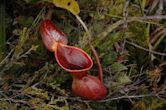 Carnivorous plant