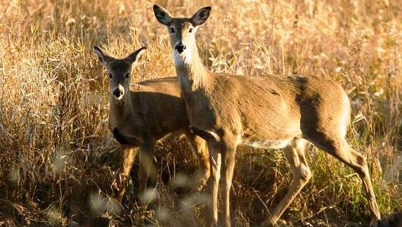 Missouri hunters can now use drones to track wounded deer, turkey