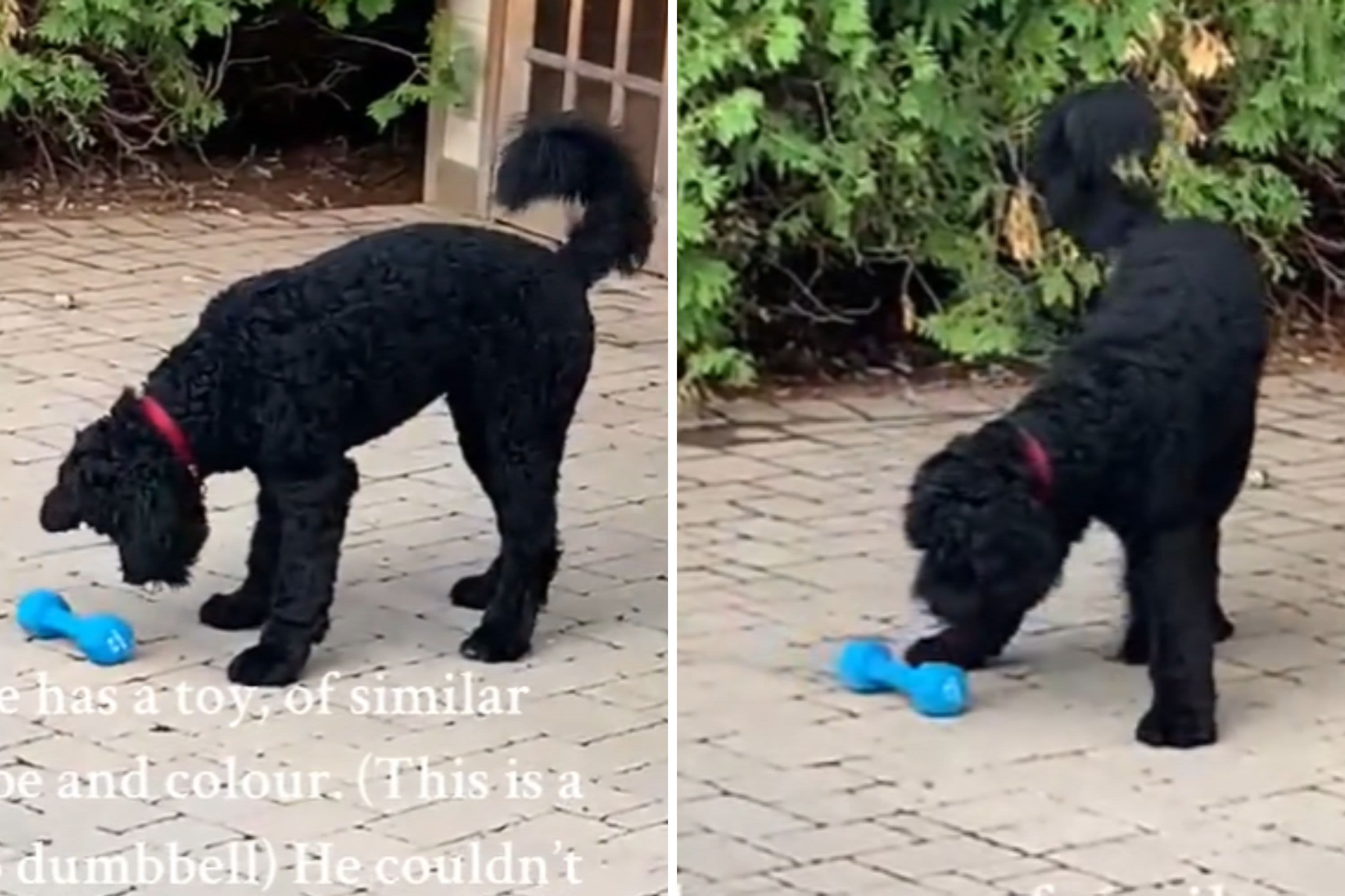 Dog trying to play with toy that isn't has internet in stitches: "puzzled"