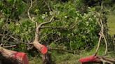 ‘Bromley Tree Massacre’: Locals furious as 131 trees felled