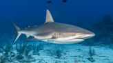 Scientists find sharks 'high' on cocaine in waters near Brazil