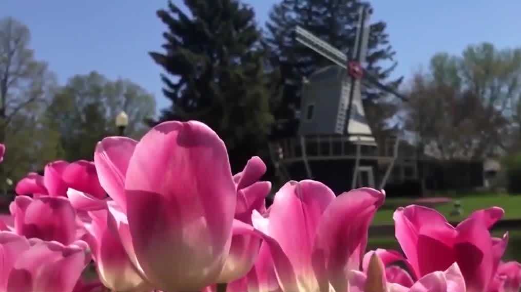 Tulip Time: Schedule, tickets, weather and more to know if you're heading to Pella