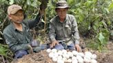 Cambodge : Des dizaines de naissances de crocodiles du Siam recensées, une bonne nouvelle pour l’espèce