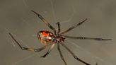 Why rain is causing spiders to invade Myrtle Beach area homes. Watch out for these types