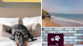 'Charming' North Yorkshire seaside spot among best dog-cations (with 6 walks)