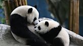 Panda Base in China Is Expecting a Baby Boom, Xinhua Says
