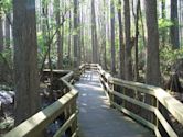 Highlands Hammock State Park