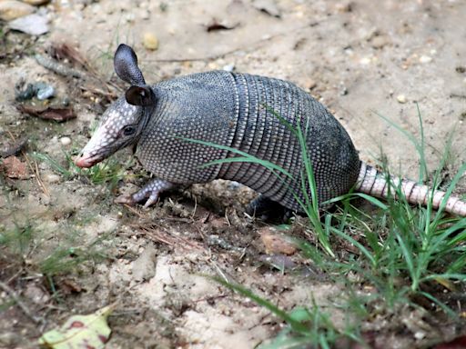 The case of the armadillo: Is it spreading leprosy in Florida?