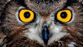 Listen Up Night Owls – We've Got Great News About Your Intelligence Levels