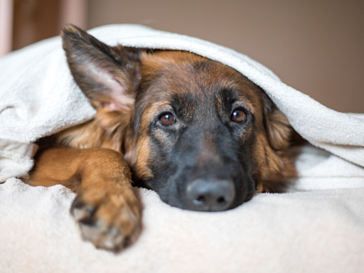 Parents Introduce German Shepherd to New Kitten and Her Terrified Reaction Is Priceless