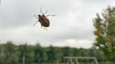 Michigan stink bug invasion: What to do if you find them