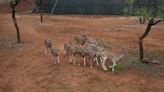 As lions make Barda sanctuary their second home, Gujarat forest dept starts translocating deer from Gir to Porbandar