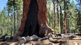 Grizzly Giant sequoia looks ‘great’ in Yosemite’s Mariposa Grove, open after wildfire