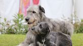 Mom's Comparison of Size Difference Between 2-Year-Old Irish Wolfhound and Puppy Is Staggering