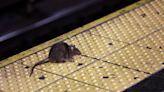 Rats rule the NYC subway system. These stations are their strongholds