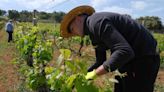 Definiendo la próxima vendimia de la Serranía de Ronda