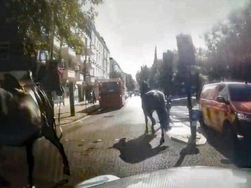 Three runaway military horses bolt through London after losing riders