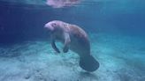 Manatee Rehabilitation Center nears completion at Clearwater Marine Aquarium