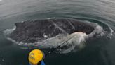 Humpback whale tangled in rope freed in two-day rescue operation