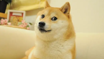 Muere Kabosu, la perra shiba inu que inspiró el meme Doge