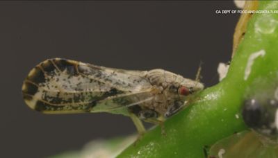 Asian citrus psyllid spreading devastating disease to citrus trees