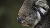 Ecologistas australianos impulsan ley para proteger al koala de la extinción