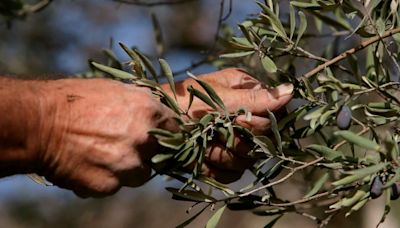 Aceite de orujo de oliva: propiedades, beneficios y contraindicaciones del alimento que ayuda en la digestión