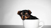 The Cutest Teacup Dogs