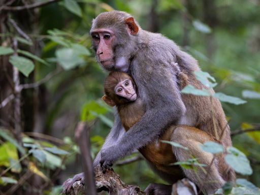 Monkeys in Florida are considered invasive, and these are the 5 species found here