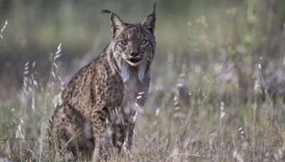 El lince ibérico deja de estar en peligro de extinción y pasa a ser una especie "vulnerable"