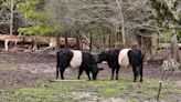 What a Trip: Northern Neck adventure with Belties