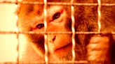 Elon Musk Claims Neuralink Already Allowing Blind Monkeys to See Again