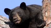 Bear safety: What to know to protect you, your family and pets from wandering bears