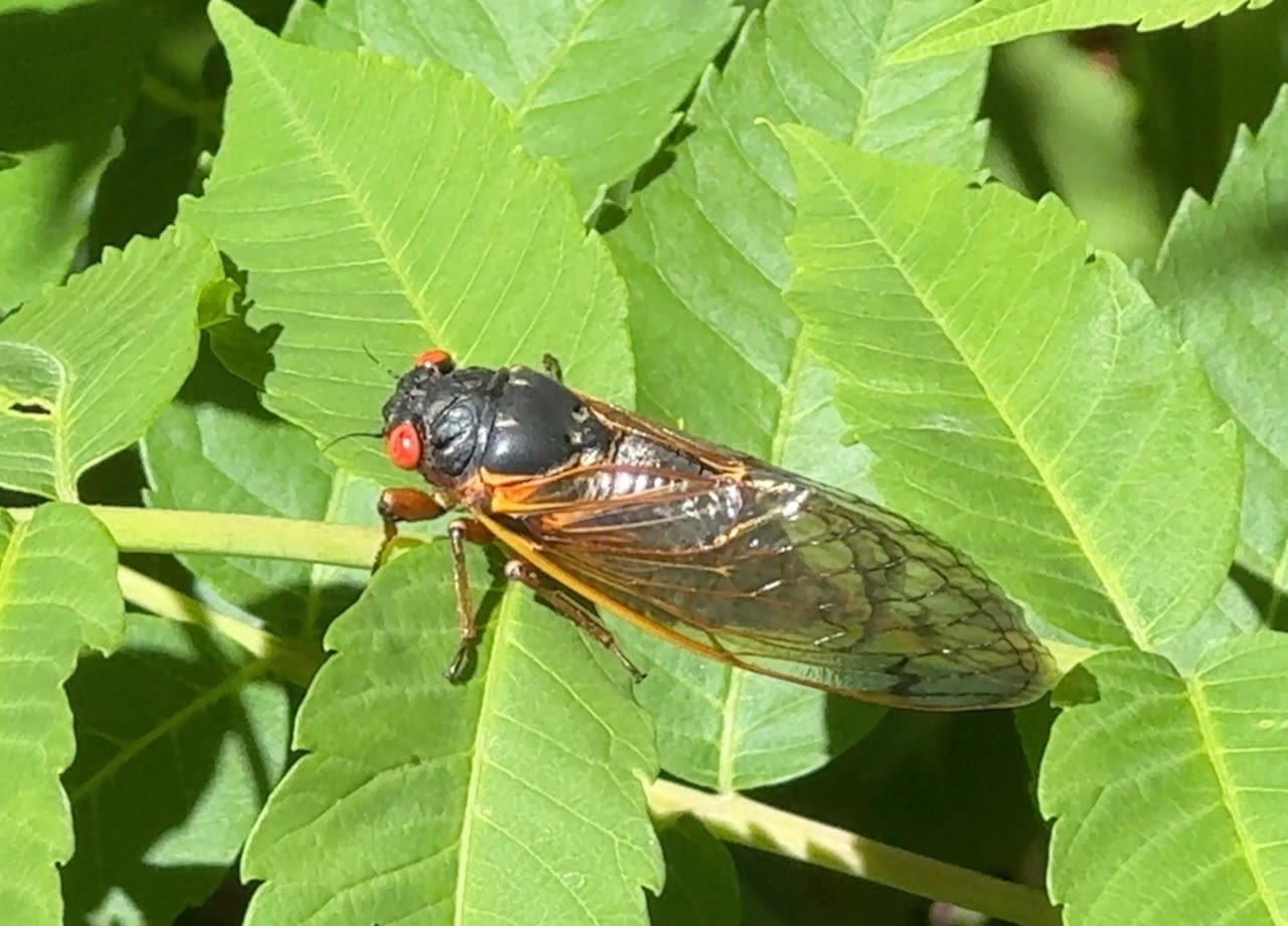 STD fungus that turns cicadas into ‘zombies’ detected in Midwest