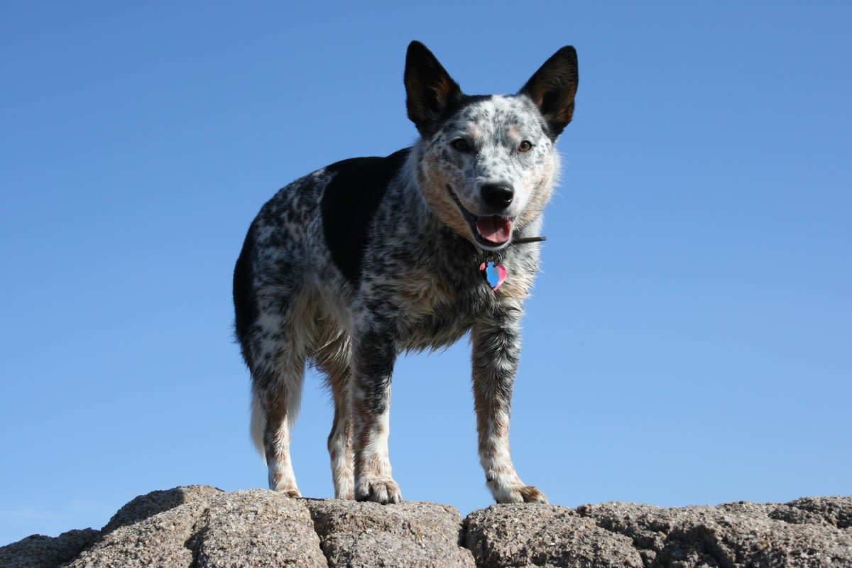 Blue Heeler Tasting Ice Cream for First Time Has a Near Out-of-Body Experience