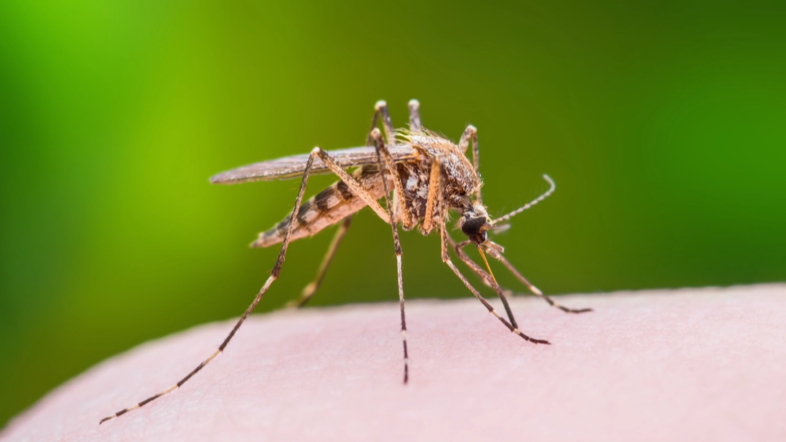 Mosquito sample test positive for West Nile Virus in Norfolk, health officials say