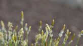 Why You Should Plant Sedge Grass—and 10 Great Varieties to Grow