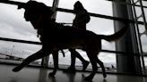 Dogs entering U.S. must be 6 months old and microchipped to prevent spread of rabies, new rules say
