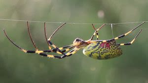 Giant venomous flying spiders are creeping their way from Georgia up the East Coast