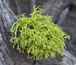 Lichen