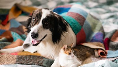 Paw-sitive Planning: Navigating The Hidden Costs Of Pet Parenthood