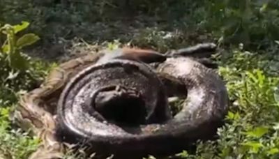 This Video Of A Huge Python Attacking A Goat Will Send Chills Down Your Spine - News18