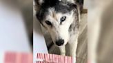 Así es la vida de Mehkia, una husky de 15 años en sus primeros meses con demencia canina