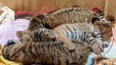 'Very curious about her new surroundings:' Tiger cub triplet makes Indy Zoo debut