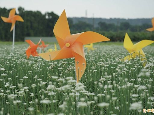 超浪漫！桃園「9月雪」報到 大溪韭菜花季活動開跑