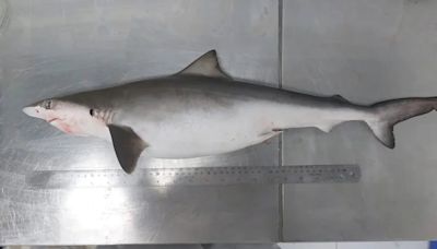 Encontraron cocaína en los tiburones de las costas de Río de Janeiro